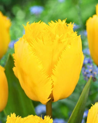 Tulipan Crystal Star - 5 szt.