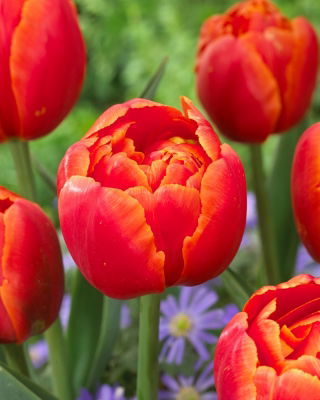 Tulipan Icoon - 5 szt.