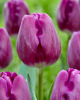 Tulipan Bullit - 5 szt.