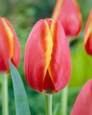 Tulipan Worlds Friend - 5 szt.