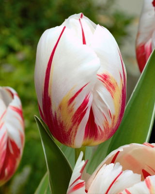 Tulipan Happy Generation - 5 szt.