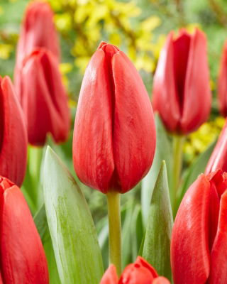 Tulipan Spot On - 5 szt.