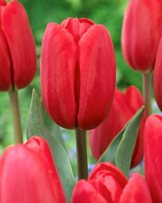 Tulipan Surrender - 5 szt.