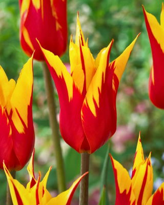 Tulipan Firework - 5 szt.