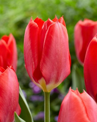 Tulipan Red Purissima - 5 szt.
