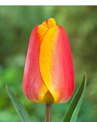 Tulipan Oxfords Elite - 5 szt.
