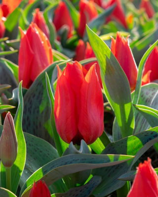 Tulipan Annie Salomons - 5 szt.
