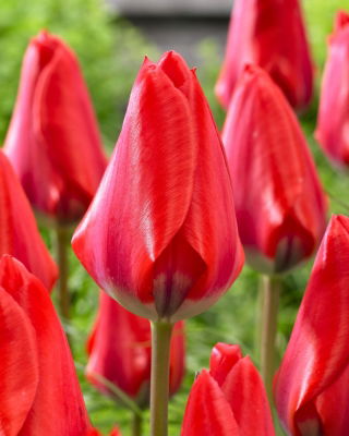 Tulipan Dirk - 5 szt.