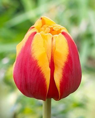 Tulipan Givenchy - 5 szt.