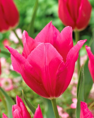 Tulipan Lilyrosa - 5 szt.