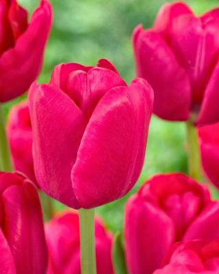 Tulipan Purk - 5 szt.