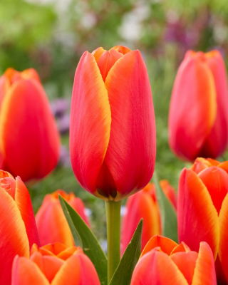 Tulipan World Favourite - 5 szt.
