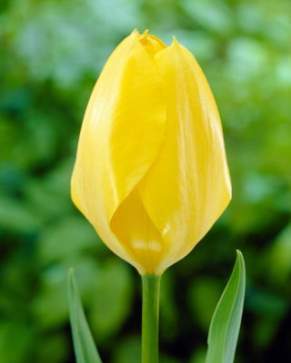 Tulipan Yellow Purissima - 5 szt.
