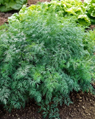 Koper ogrodowy Monarch - po ścięciu odrasta - 100 gram