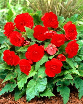 Begonia Non Stop - czerwona - GIGA paczka! - 100 szt.