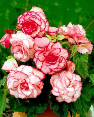 Begonia - Bouton de Rose - różowo-biała - GIGA paczka! - 100 szt.