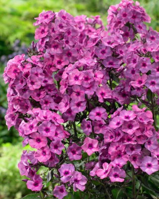 Floks (Phlox) - Płomyk wiechowaty - Classic Cassis - GIGA paczka! - 50 szt.