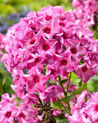 Floks (Phlox) - Płomyk wiechowaty - Ferris Wheel - GIGA paczka! - 50 szt.