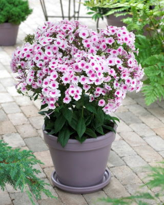 Floks (Phlox) - Płomyk wiechowaty - Swizzle - GIGA paczka! - 50 szt.