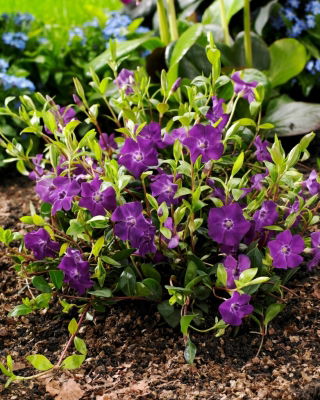 Barwinek pospolity - fioletowy - sadzonka - GIGA paczka! - 50 szt.