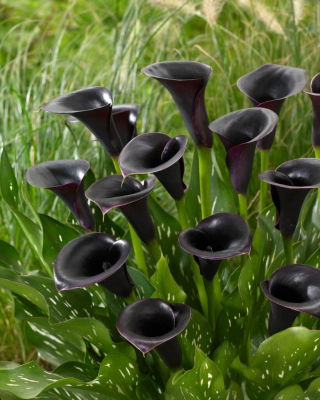Calla Cantor - GIGA paczka! - 50 szt.
