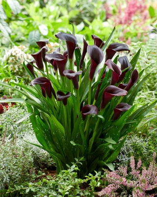 Calla Odessa - GIGA paczka! - 50 szt.