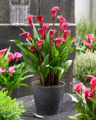 Calla Red Charm - GIGA paczka! - 50 szt.
