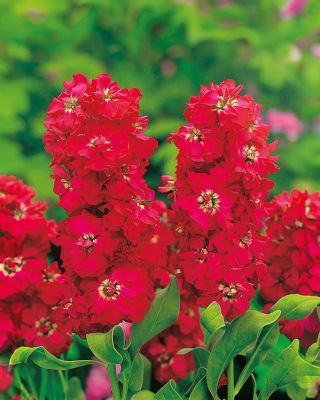 Lewkonia letnia - Excelsior - American Beauty