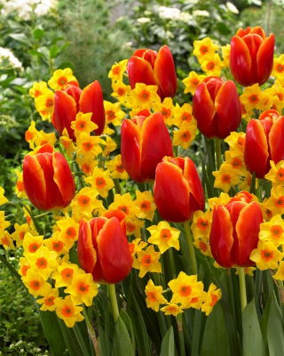 Zestaw - Narcyz Falconet i Tulipan World Favourite - 10 szt.