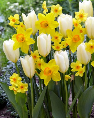 Zestaw - Narcyz Martinette, Narcyz Red Devon i Tulipan Purissima - 15 szt.