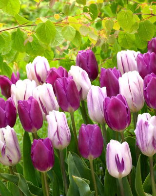 Zestaw - Tulipan Flaming Flag i Tulipan Purple Flag - 10 szt.