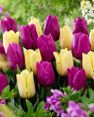 Zestaw - Tulipan Sunny Prince i Tulipan Negrita - 10 szt.