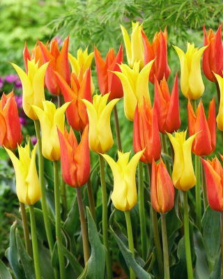 Zestaw - Tulipan Ballerina i Tulipan Schiedam - 10 szt.