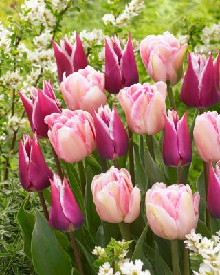 Zestaw - Tulipan Claudia i Tulipan Foxtrot - 10 szt.