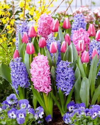 Zestaw - Hiacynt Delft Blue, Hiacynt Scarlet Pearl i Tulipan Jefgenia - 11 szt.