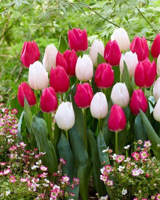 Zestaw - Tulipan Purk i Tulipan White Prince - 10 szt.