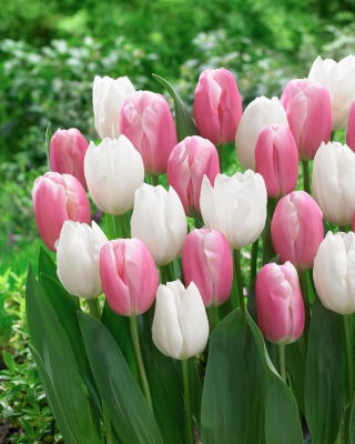 Zestaw - Tulipan Kasia i Tulipan White Prince - 10 szt.