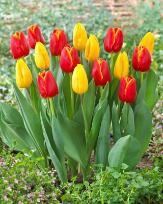 Zestaw - Tulipan Strong Gold i Tulipan World Favourite - 10 szt.