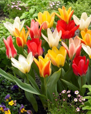 Zestaw - Tulipan Concerto, Tulipan Job's Memory, Tulipan Zombie i Tulipan Mieke Telkamp - 20 szt.