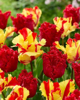 Zestaw - Tulipan Barbados i Tulipan Flaming Parrot - 10 szt.