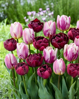 Zestaw - Tulipan Alison Bradley i Tulipan Flaming Flag - 10 szt.