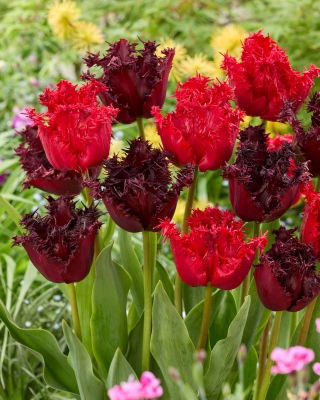 Zestaw - Tulipan Barbados i Tulipan Labrador - 10 szt.