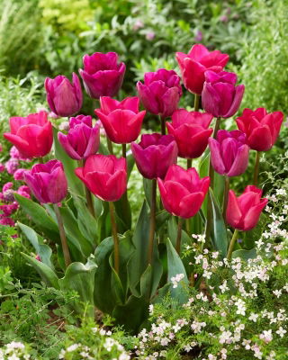 Zestaw - Tulipan Bullit i Tulipan Purk - 10 szt.