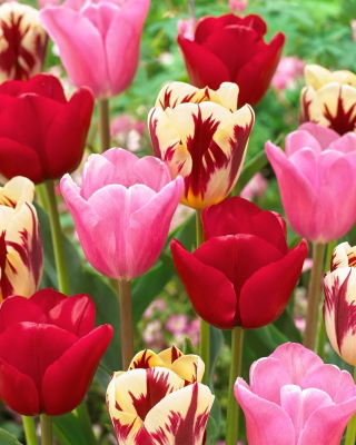 Zestaw - Tulipan Heleen Valstar, Tulipan Argos i Tulipan Grand Perfection - 15 szt.