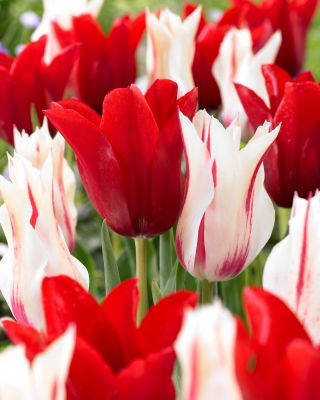Zestaw - Tulipan Marilyn i Tulipan Pieter De Leur - 10 szt.