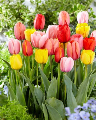 Zestaw - Tulipan Ad Rem, Apeldorn, Jaap Groot, Salmon Impression i Apricot Impression - 25 szt.