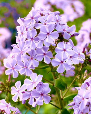 Floks (Phlox) - Płomyk wiechowaty - All In One - GIGA paczka! - 50 szt.