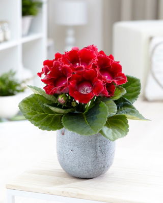 Gloksynia czerwona - Defiance - GIGA paczka! - 50 szt.