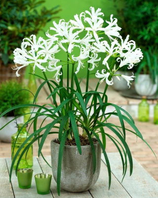 Nerine Alba - GIGA paczka! - 50 szt.