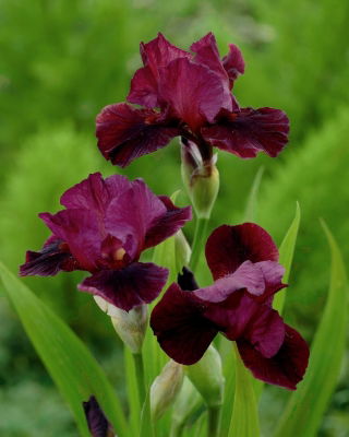 Kosaciec, Irys - Morning Show - duża paczka! - 10 szt..